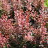 berberis_4.jpg