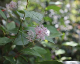 Latnatec bledý 'Perle Rose'