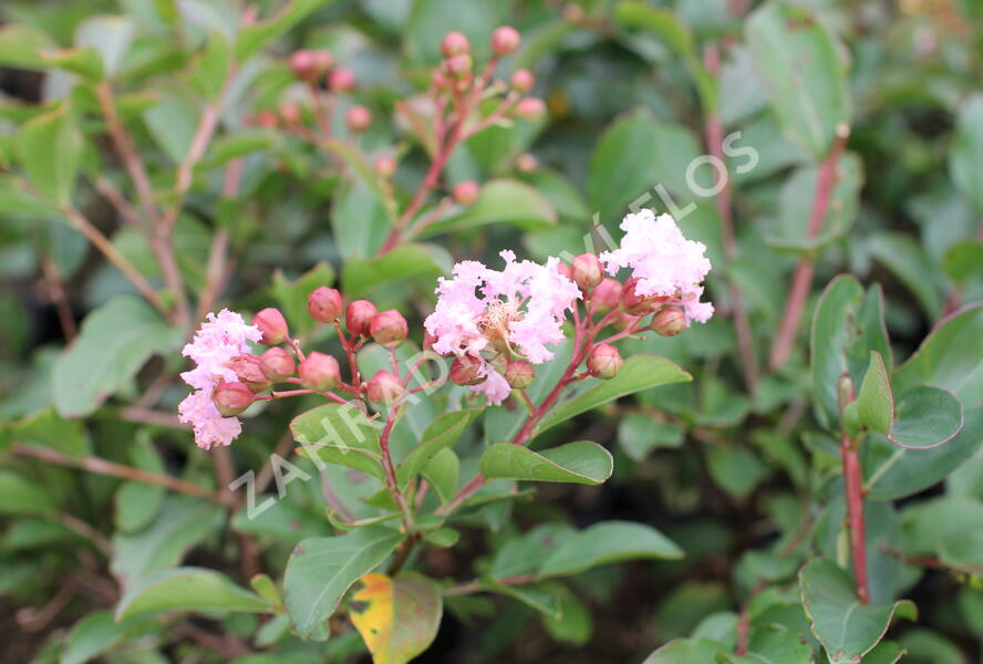 Pukol indický, krepová myrta 'Eveline' - Lagerstroemia indica 'Eveline'