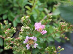 Pukol indický, krepová myrta 'With Love Babe' - Lagerstroemia indica 'With Love Babe'