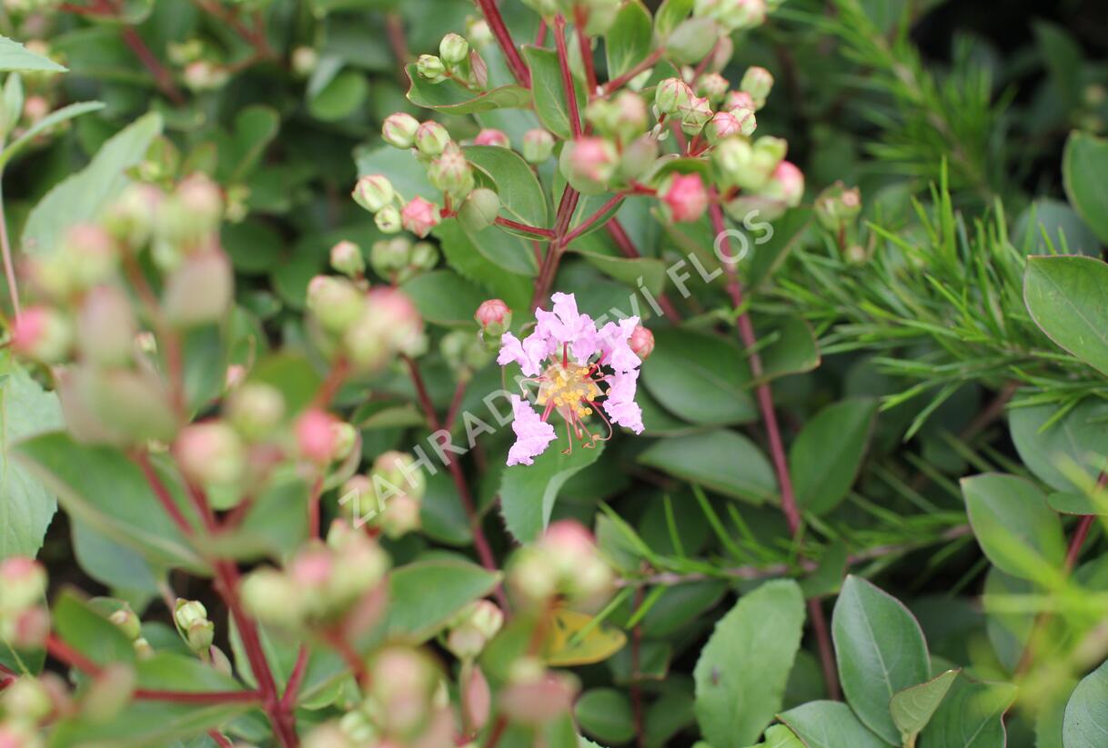 Pukol indický, krepová myrta 'With Love Babe' - Lagerstroemia indica 'With Love Babe'