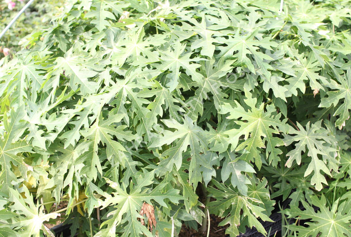 Papája obecná 'Sunnybees' - Carica papaya 'Sunnybees'