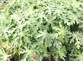 Papája obecná 'Sunnybees' - Carica papaya 'Sunnybees'