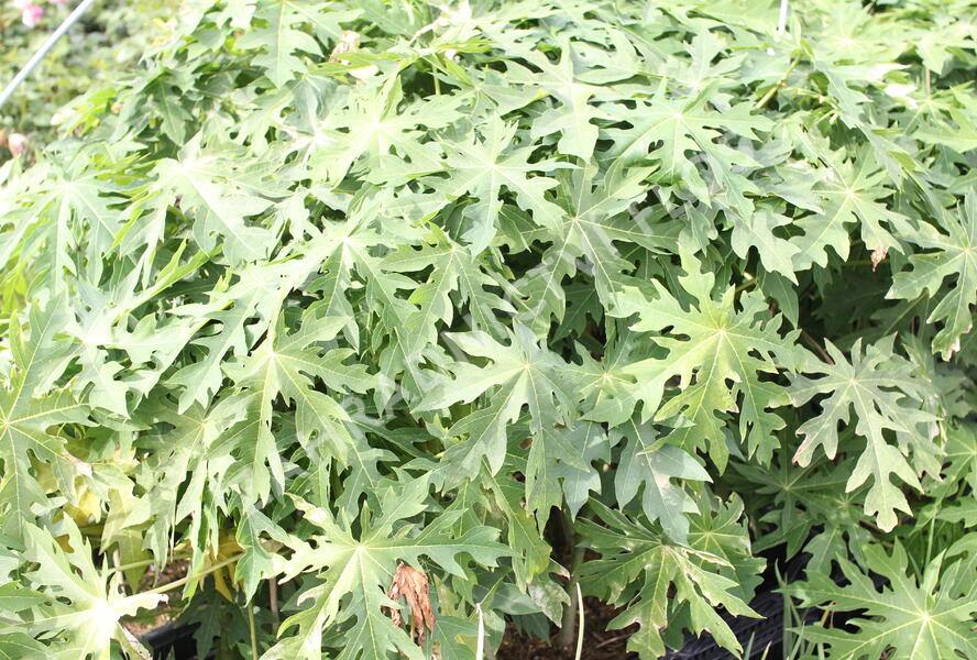 Papája obecná 'Sunnybees' - Carica papaya 'Sunnybees'