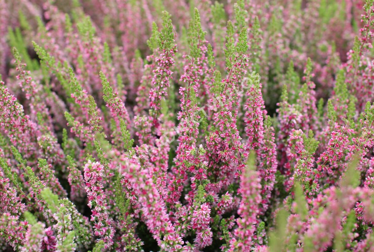 Vřes obecný 'Disco Queen' - Calluna vulgaris 'Disco Queen'