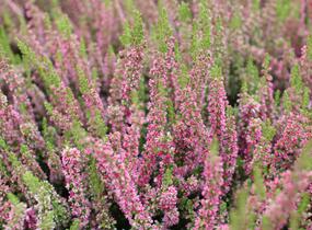 Vřes obecný 'Disco Queen' - Calluna vulgaris 'Disco Queen'