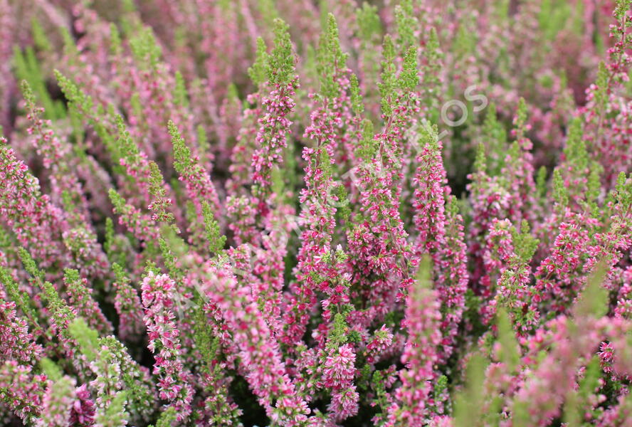 Vřes obecný 'Disco Queen' - Calluna vulgaris 'Disco Queen'