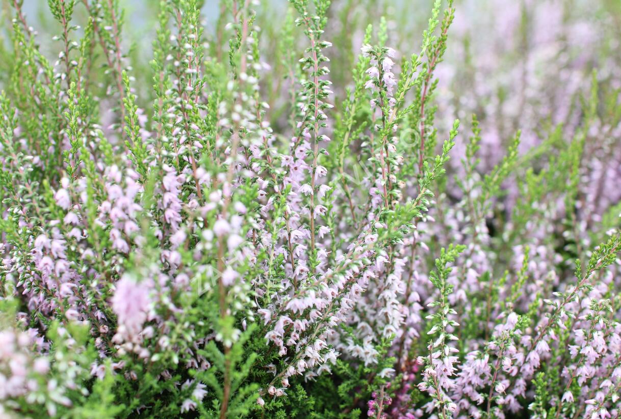 Vřes obecný 'Spring Torch' - Calluna vulgaris 'Spring Torch'