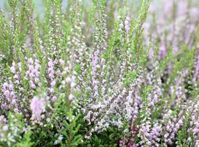 Vřes obecný 'Spring Torch' - Calluna vulgaris 'Spring Torch'
