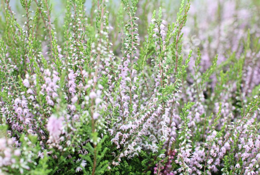 Vřes obecný 'Spring Torch' - Calluna vulgaris 'Spring Torch'
