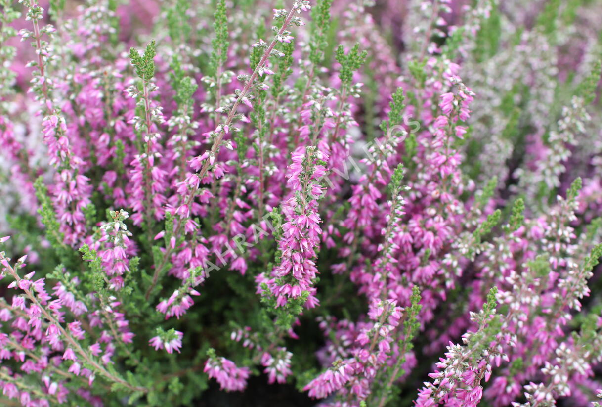 Vřes obecný 'Roter Oktober' - Calluna vulgaris 'Roter Oktober'