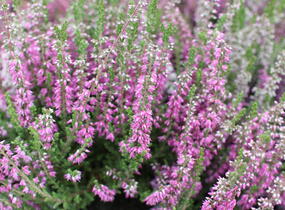 Vřes obecný 'Roter Oktober' - Calluna vulgaris 'Roter Oktober'