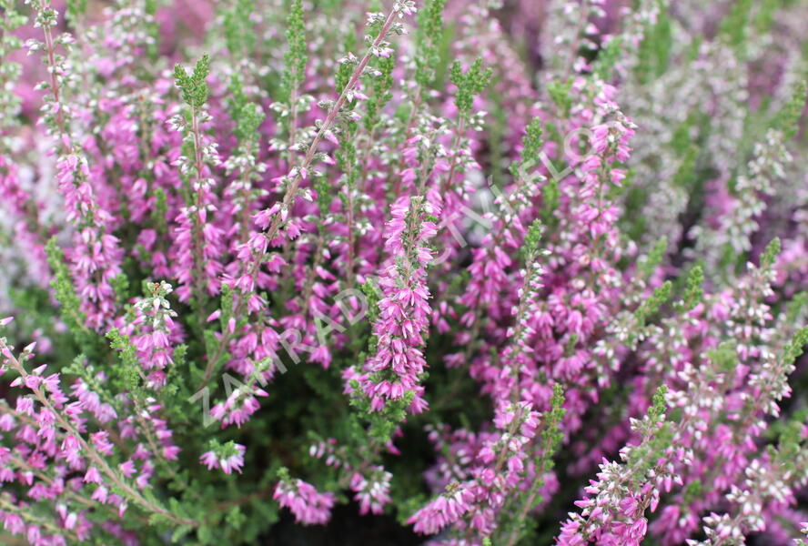 Vřes obecný 'Roter Oktober' - Calluna vulgaris 'Roter Oktober'