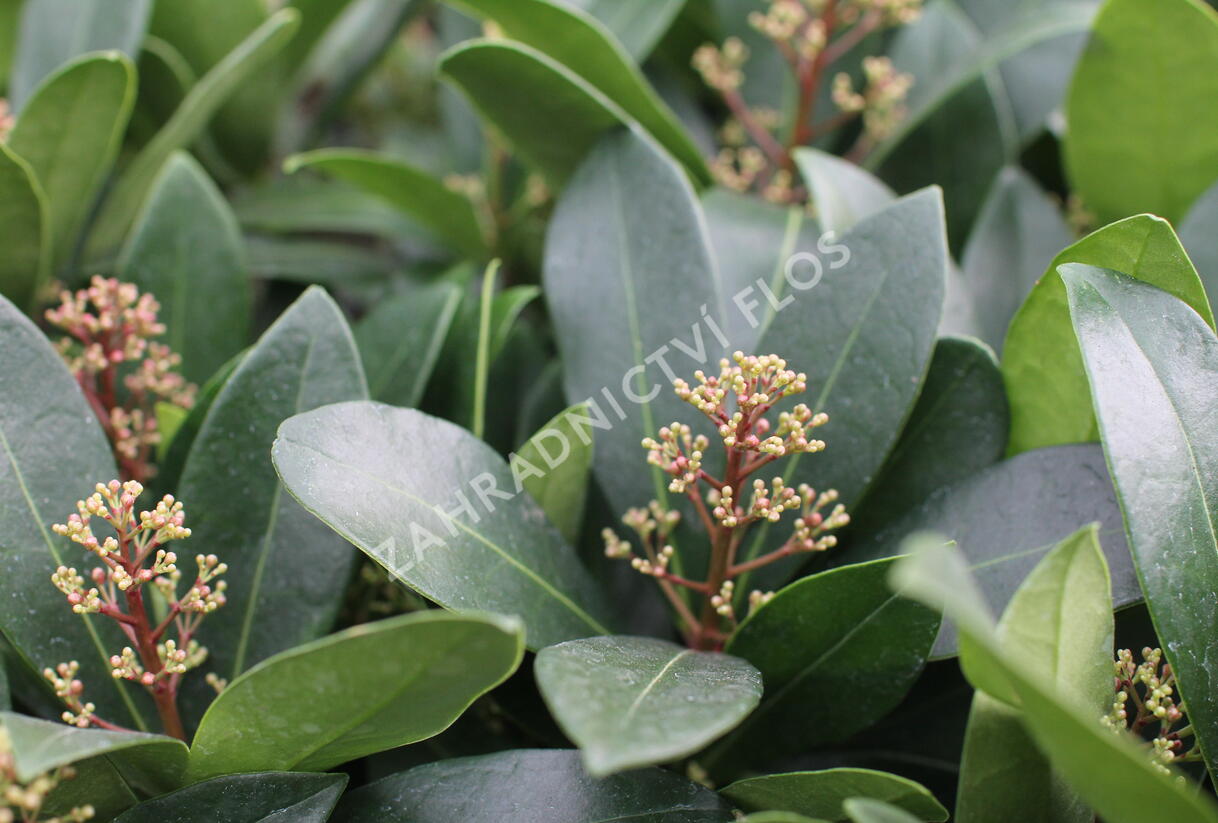 Skimie japonská 'Rubella' - Skimmia japonica 'Rubella'