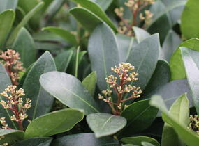 Skimie japonská 'Rubella' - Skimmia japonica 'Rubella'