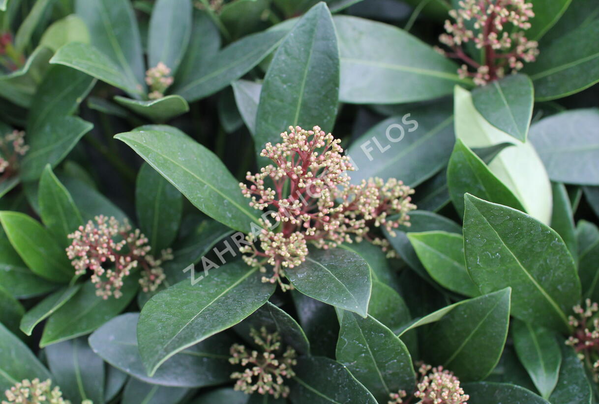 Skimie japonská 'Rubella' - Skimmia japonica 'Rubella'