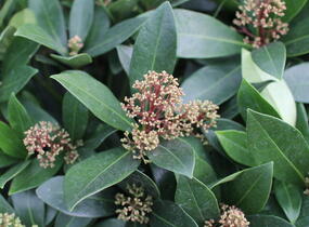 Skimie japonská 'Rubella' - Skimmia japonica 'Rubella'