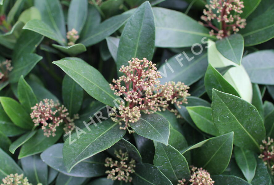 Skimie japonská 'Rubella' - Skimmia japonica 'Rubella'