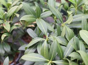 Skimie japonská 'Kew White' - Skimmia japonica 'Kew White'