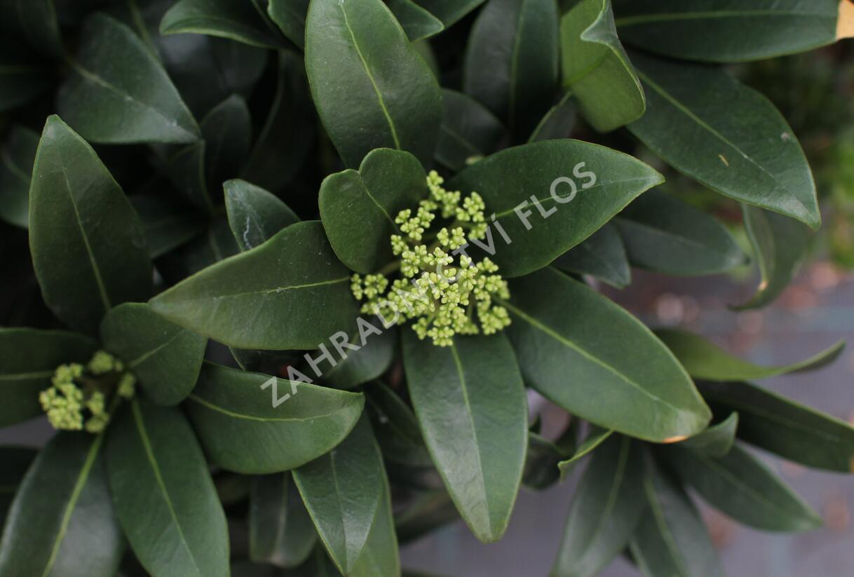 Skimie japonská 'Fragrant Cloud' - Skimmia japonica 'Fragrant Cloud'
