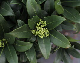 Skimie japonská 'Fragrant Cloud'