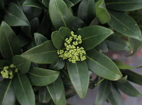 Skimie japonská 'Fragrant Cloud' - Skimmia japonica 'Fragrant Cloud'