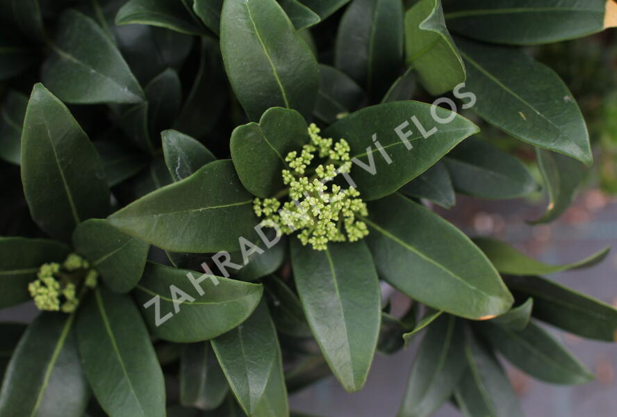 Skimie japonská 'Fragrant Cloud' - Skimmia japonica 'Fragrant Cloud'