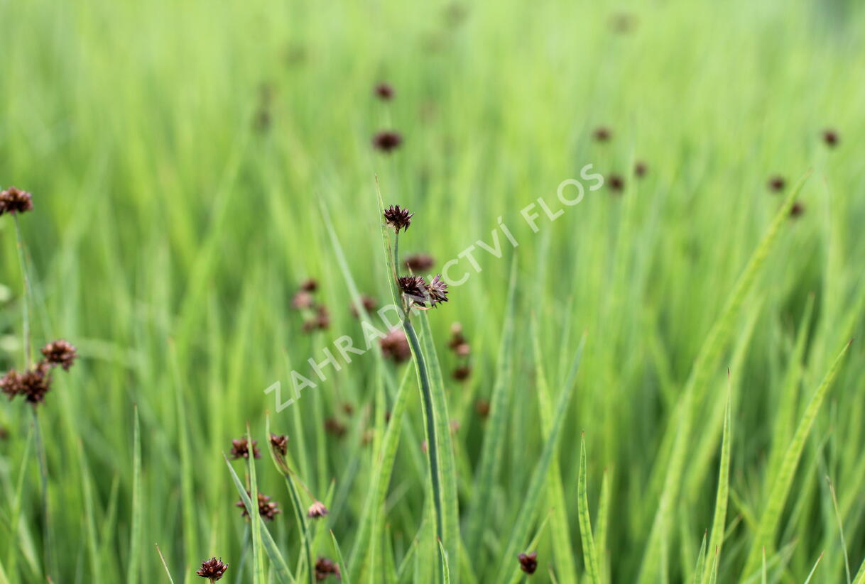 Sítina mečolistá - Juncus ensifolius