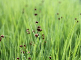 Sítina mečolistá - Juncus ensifolius