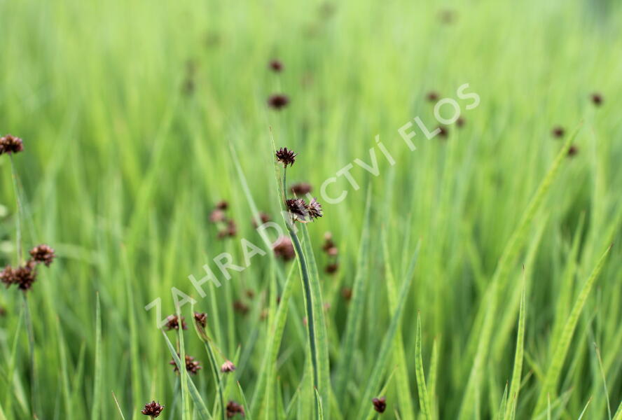 Sítina mečolistá - Juncus ensifolius
