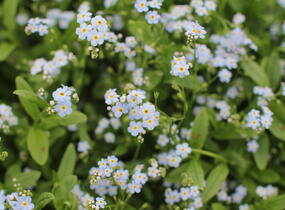 Pomněnka bahenní - Myosotis palustris