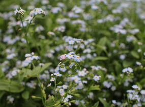 Pomněnka bahenní - Myosotis palustris