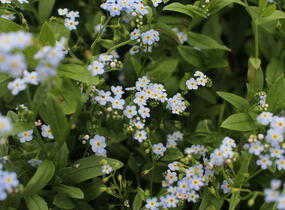 Pomněnka bahenní - Myosotis palustris