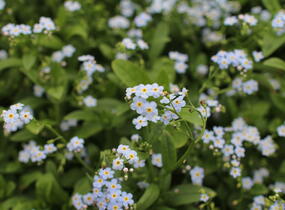 Pomněnka bahenní - Myosotis palustris