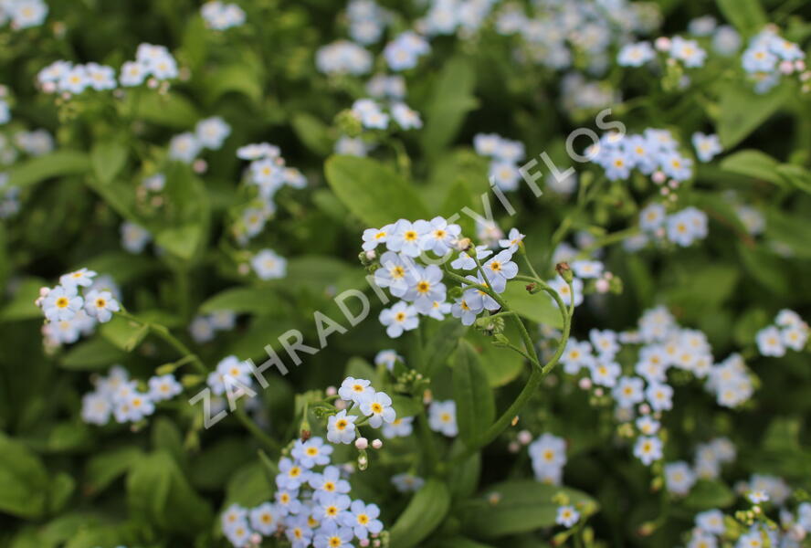 Pomněnka bahenní - Myosotis palustris
