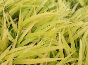 Rákosník japonský 'All Gold' - Hakonechloa macra 'All Gold'