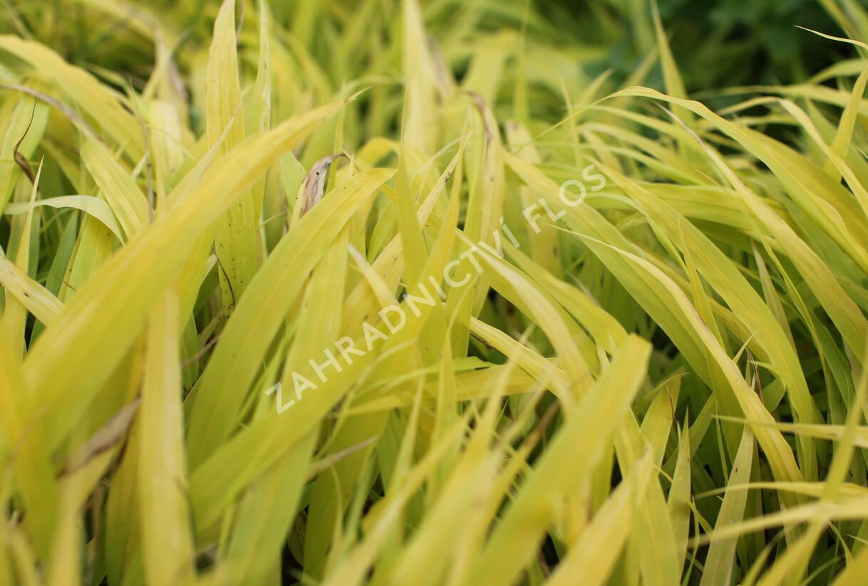 Rákosník japonský 'All Gold' - Hakonechloa macra 'All Gold'