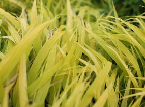 Rákosník japonský 'All Gold' - Hakonechloa macra 'All Gold'
