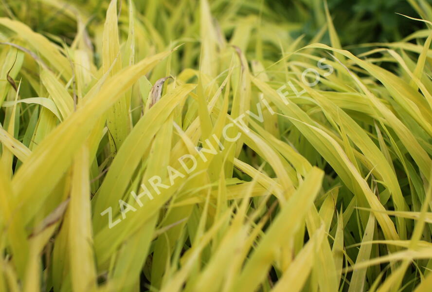 Rákosník japonský 'All Gold' - Hakonechloa macra 'All Gold'