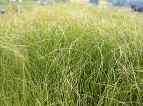 Ostřice chocholatá 'Phoenix Green' - Carex comans 'Phoenix Green'