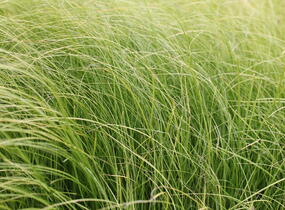 Ostřice chocholatá 'Phoenix Green' - Carex comans 'Phoenix Green'