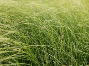 Ostřice chocholatá 'Phoenix Green' - Carex comans 'Phoenix Green'