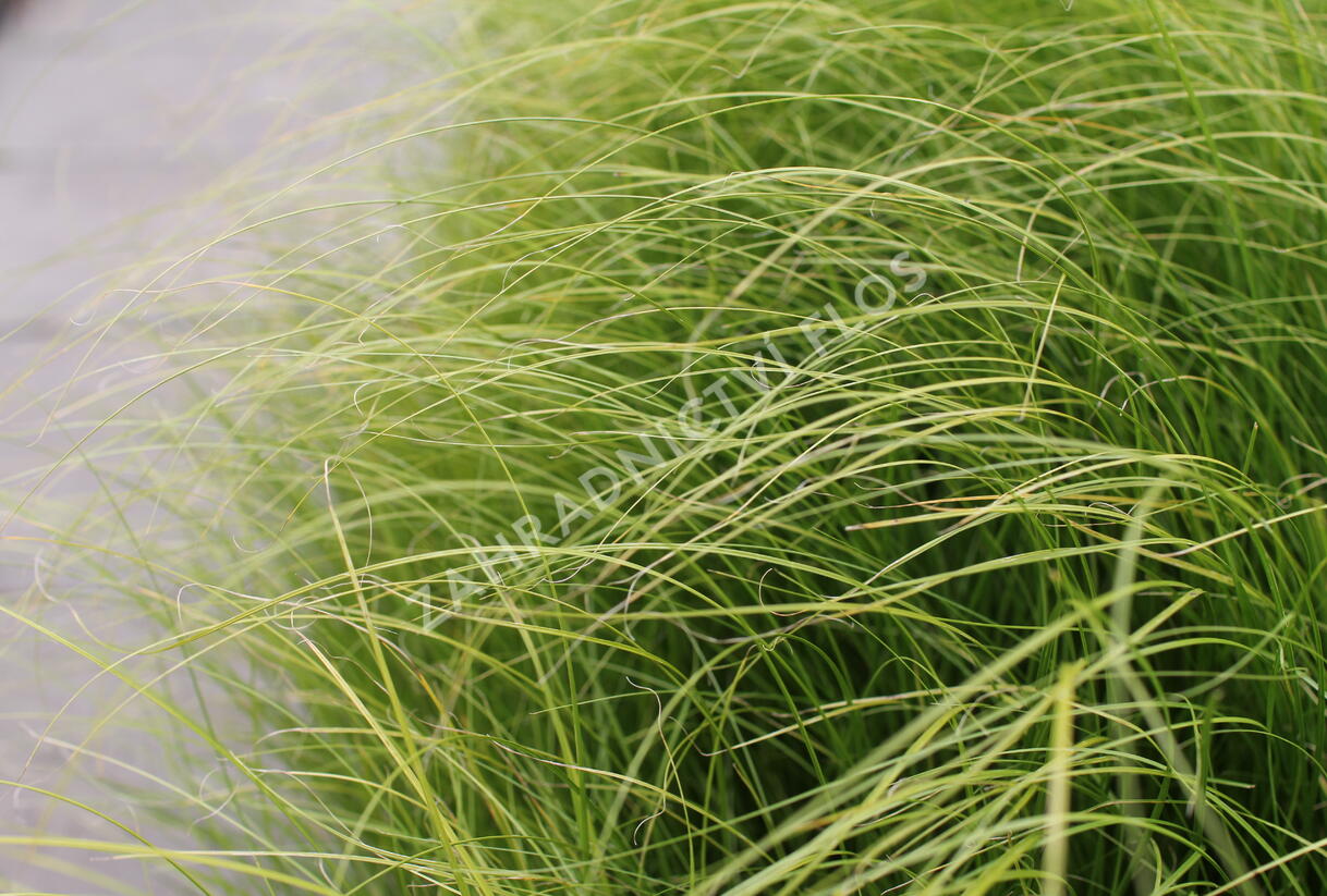 Ostřice chocholatá 'Phoenix Green' - Carex comans 'Phoenix Green'