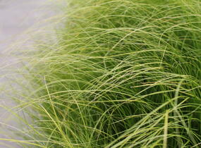 Ostřice chocholatá 'Phoenix Green' - Carex comans 'Phoenix Green'
