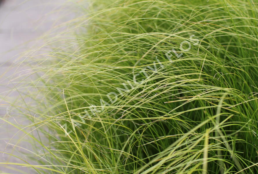 Ostřice chocholatá 'Phoenix Green' - Carex comans 'Phoenix Green'