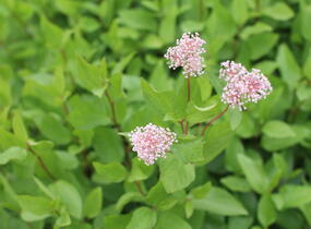 Latnatec bledý 'Marie Simon' - Ceanothus pallidus 'Marie Simon'