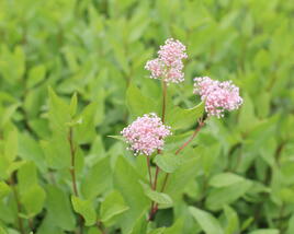 Latnatec bledý 'Marie Simon'
