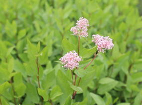 Latnatec bledý 'Marie Simon' - Ceanothus pallidus 'Marie Simon'
