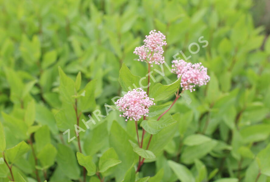 Latnatec bledý 'Marie Simon' - Ceanothus pallidus 'Marie Simon'