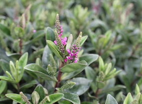 Hebe 'Outdoor Intensive Pink' - Hebe 'Outdoor Intensive Pink'